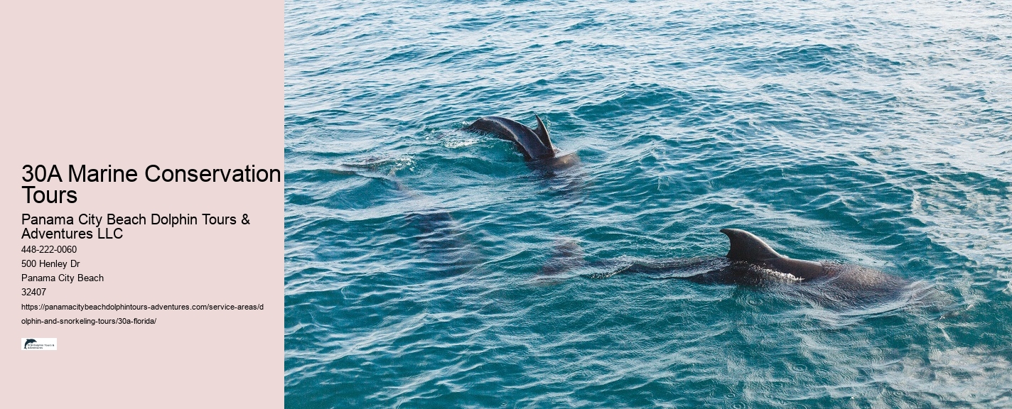 Snorkeling With Dolphins Near Me