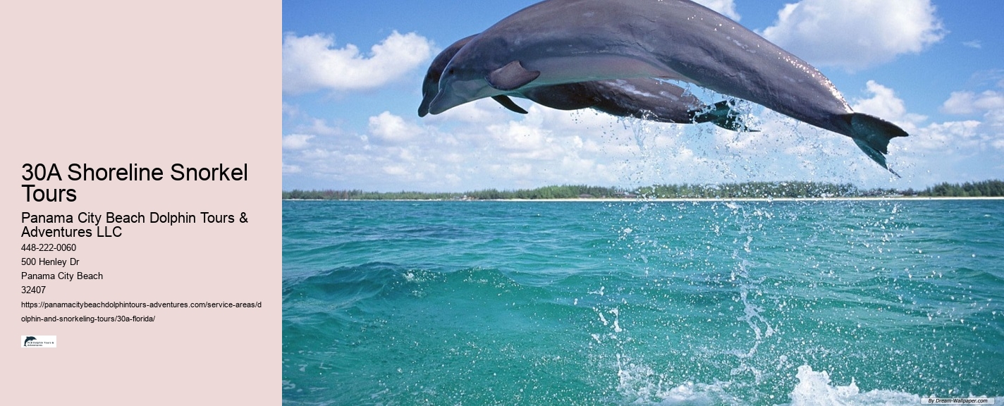 Dolphin Watching