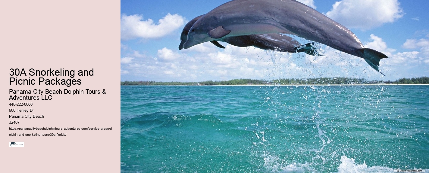 What should I bring on a dolphin watching or snorkeling tour