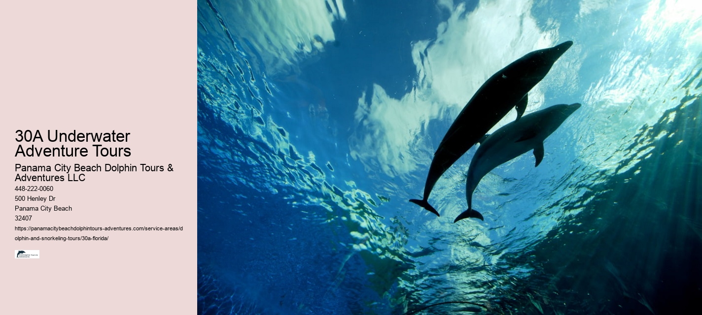 What Is A Dolphin Watch