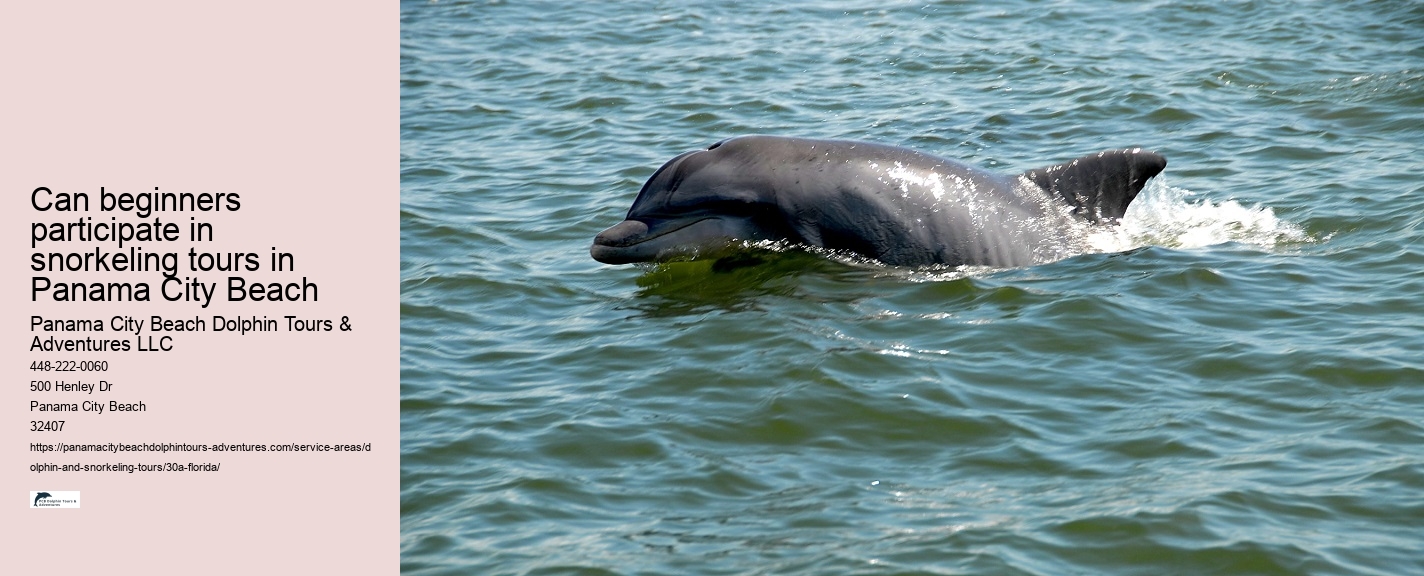 Dolphin Cruise and Snorkeling Adventure