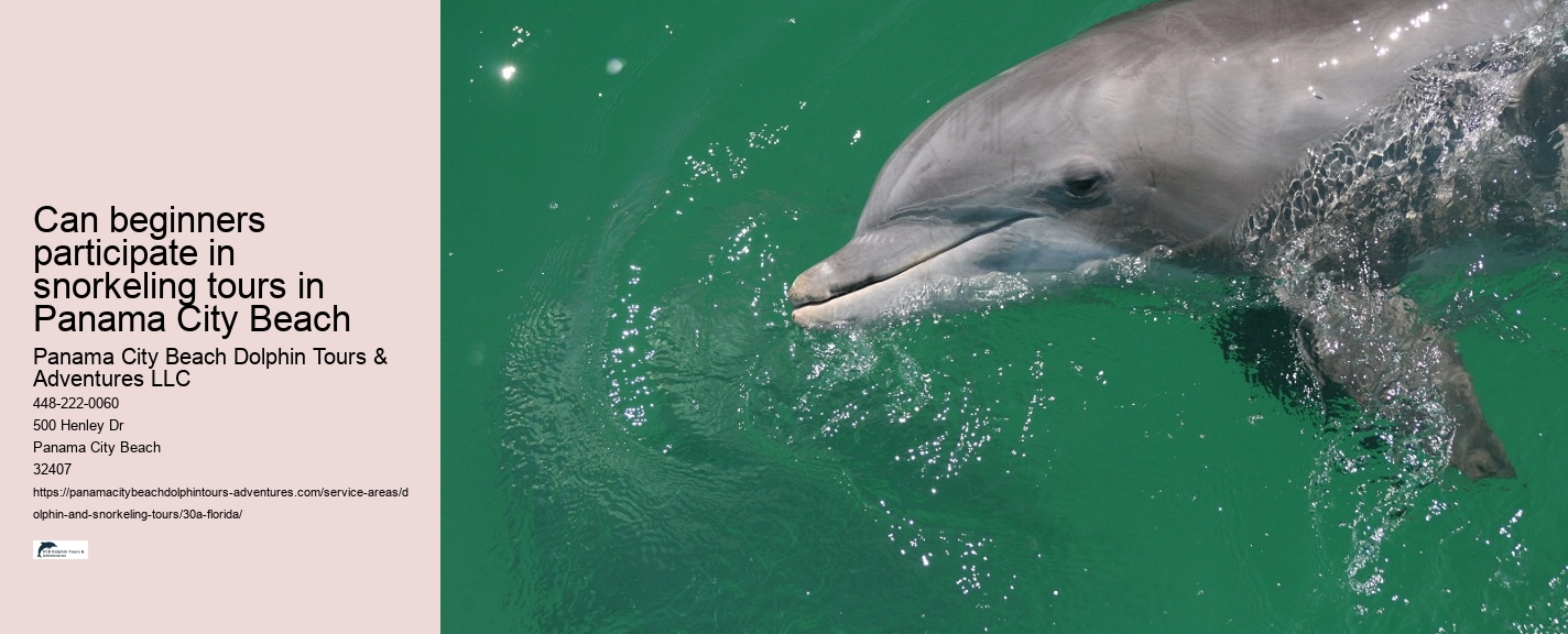 Best Dolphin and Snorkeling Tours 30a Florida
