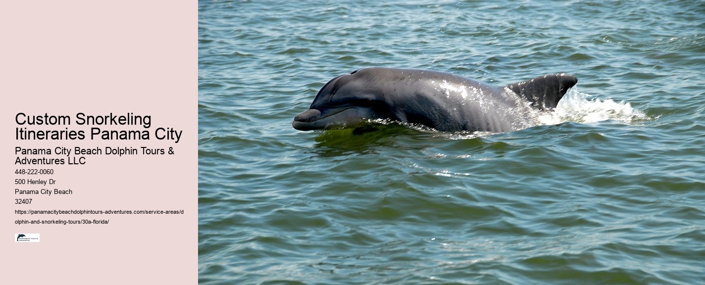 What not to do around dolphins