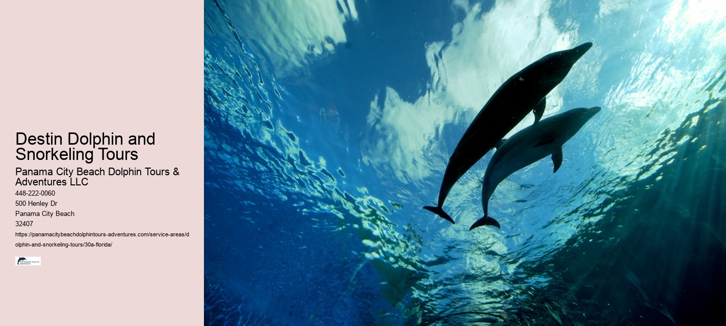Dolphin Cruises & Rates
