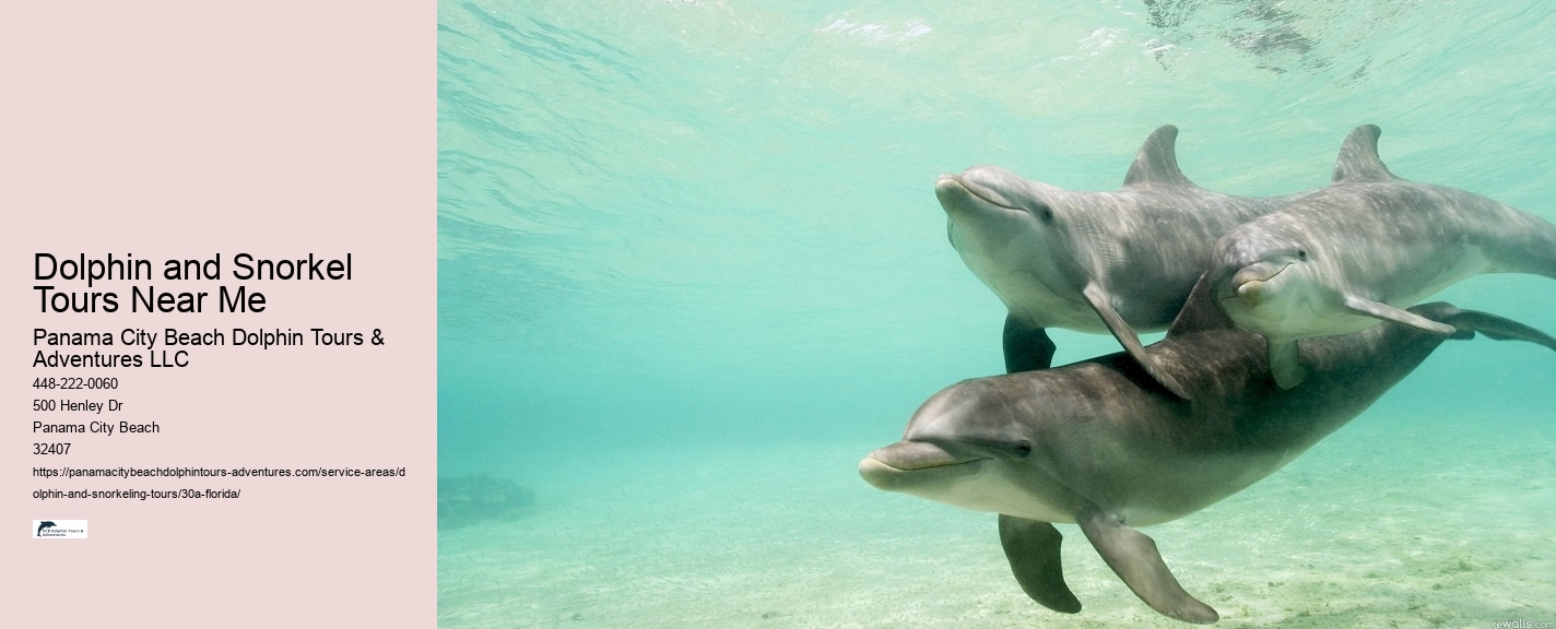Dolphin and Snorkel Tours Near Me
