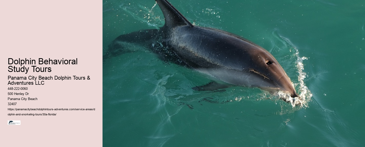 Jet Ski Dolphin Tours Near Me