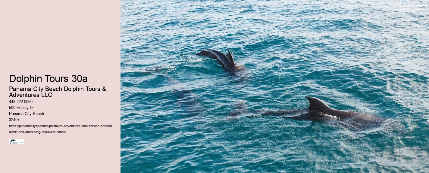 What safety measures are in place for dolphin and snorkeling tours