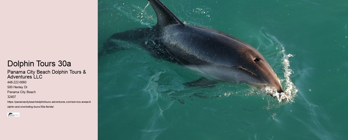 Boat Trip Clearwater Dolphin