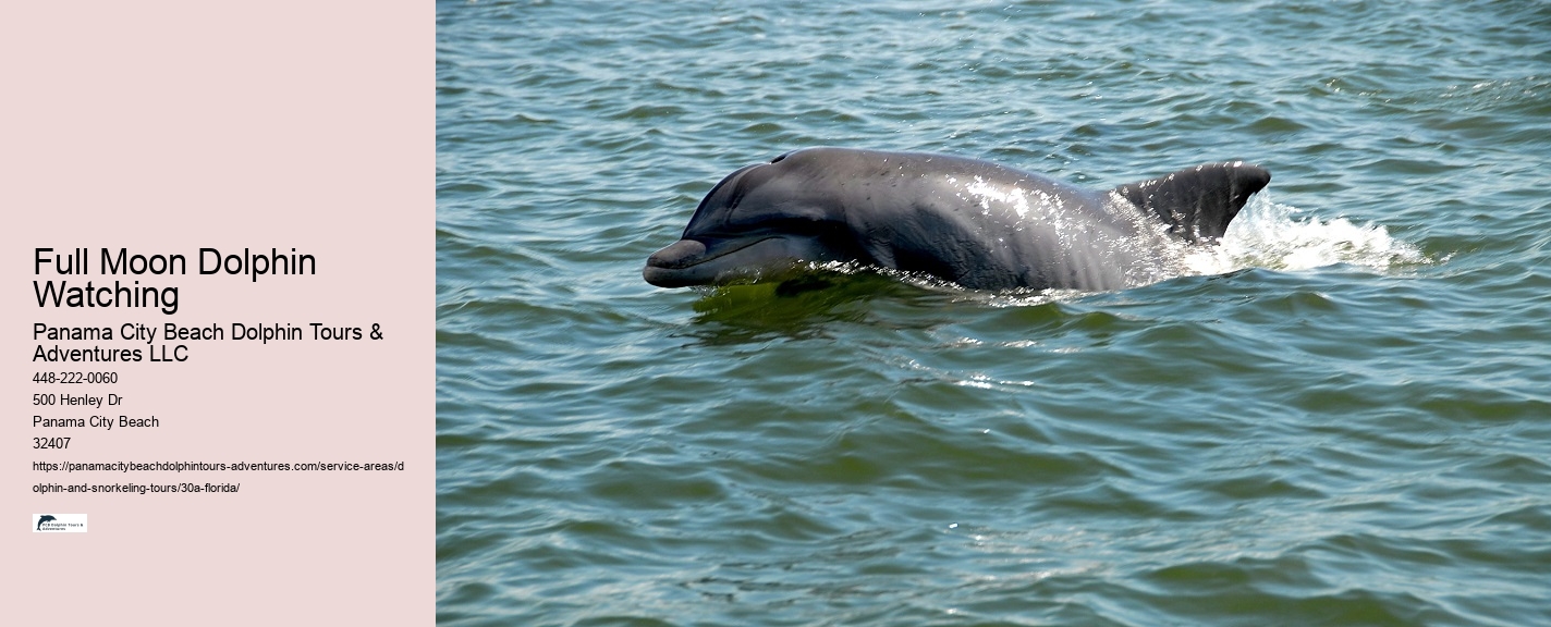 Snorkel with Dolphins Panama City