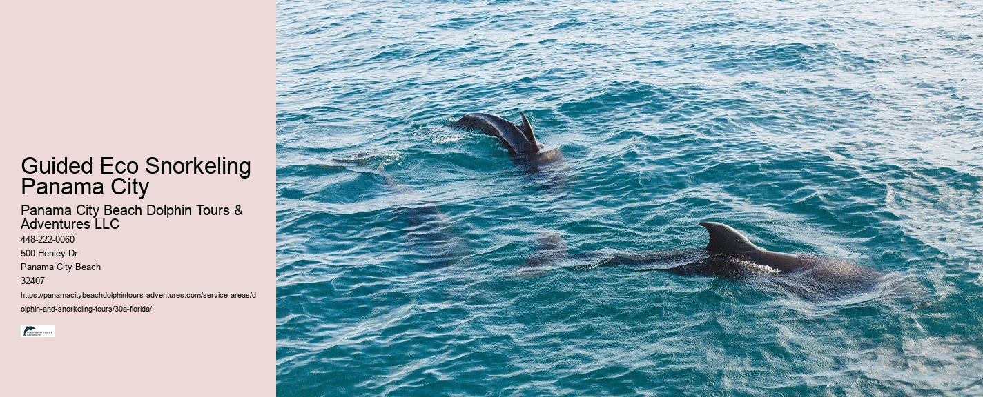 Is It Safe To Dive With Dolphins