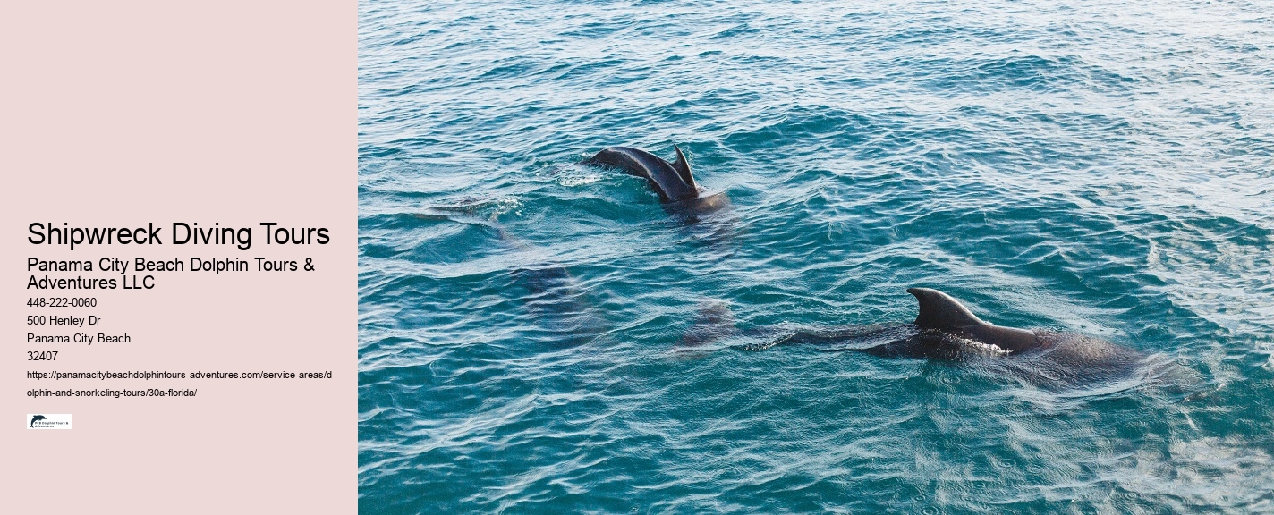 Dolphin Tours Nearby