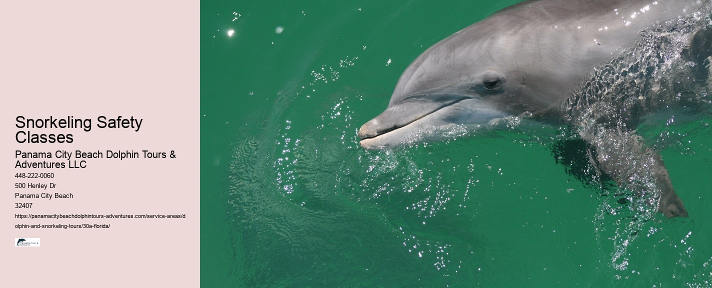 Where Can I See A Dolphin Show