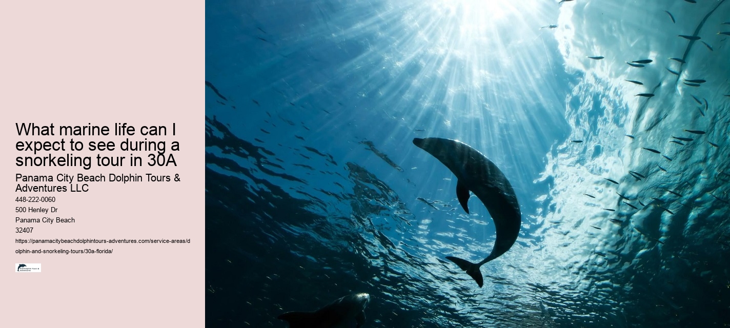 Dolphin Watching