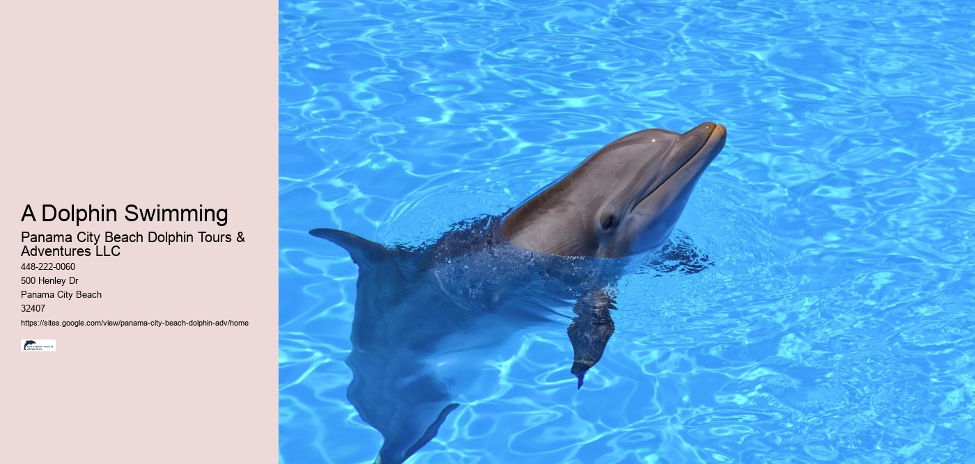 Dolphin Safari Adventures in PCB