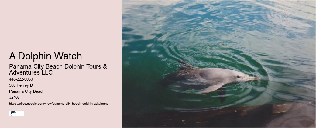 Bespoke Dolphin Watching and Snorkeling Trips