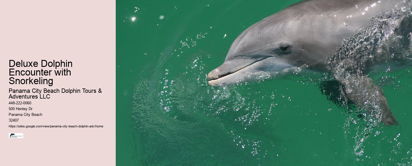 Panama City Beach dolphin watching trips