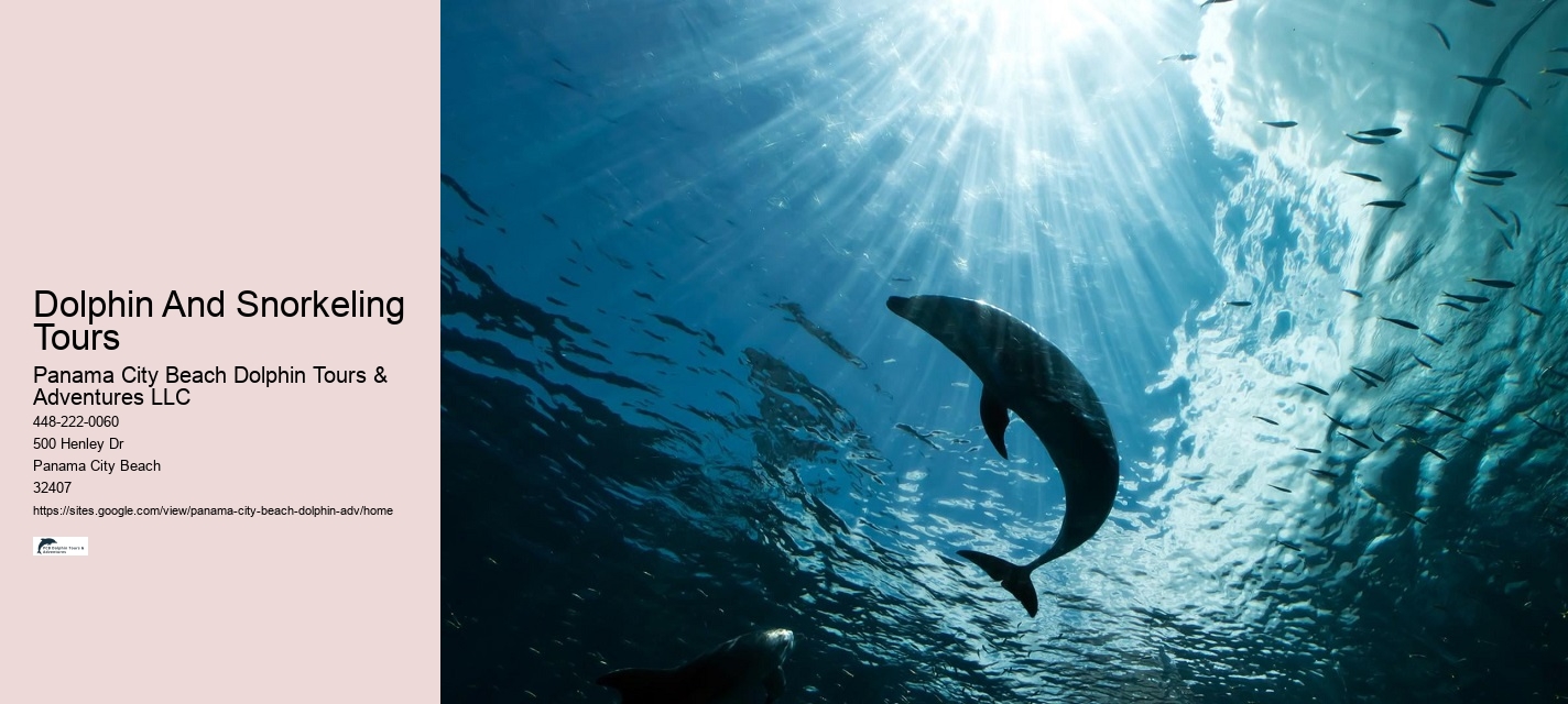 Split Snorkeling And Dolphin Watching For Beginners