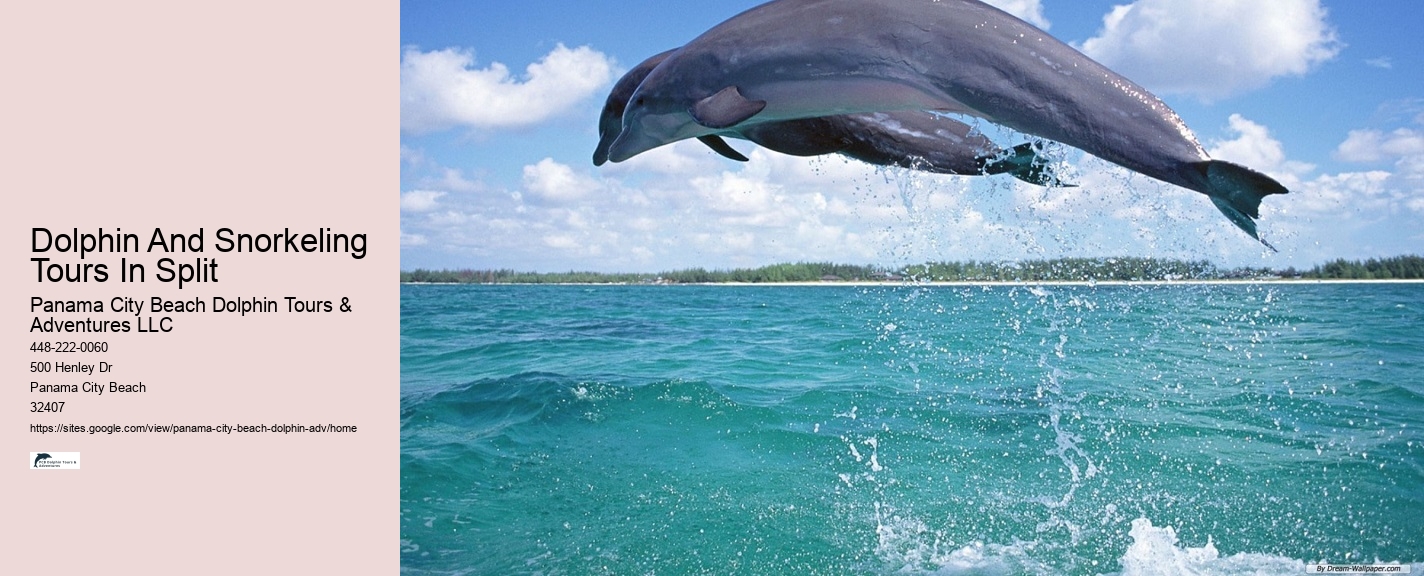 What Is The Best Time To See Dolphins From The Beach