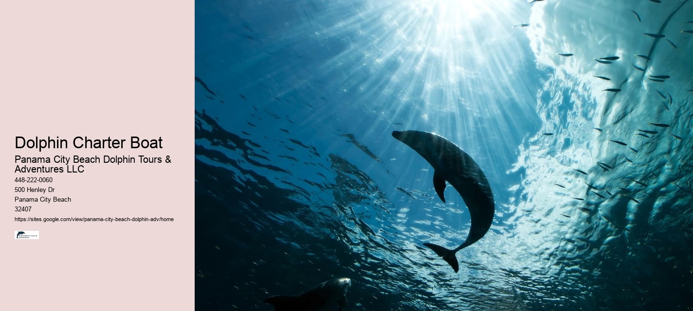 Deluxe Dolphin Discovery with Snorkeling