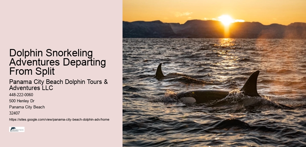 PCB Dolphin Watching Experiences