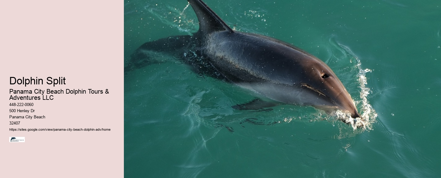 Can I request a specific guide for my dolphin tour