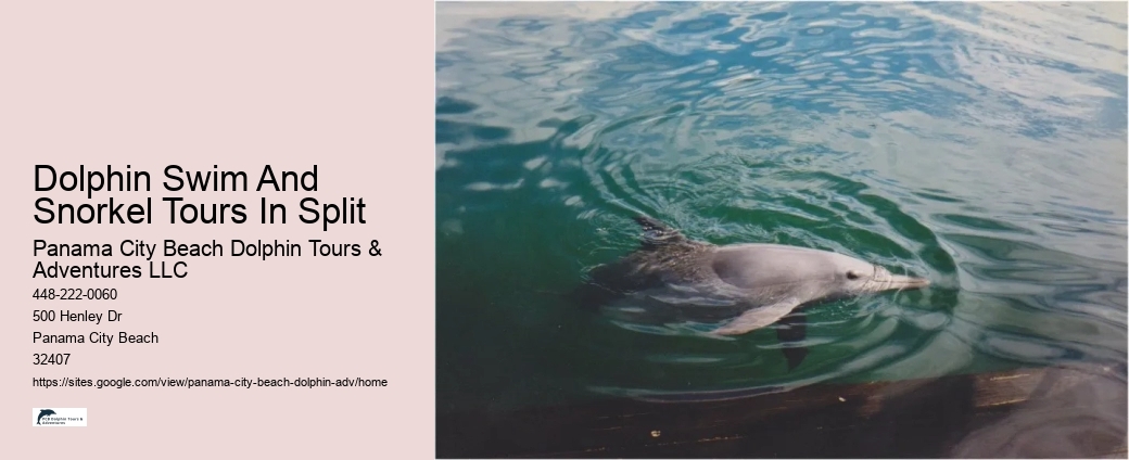 Why Can't You Swim With Dolphins On Your Period