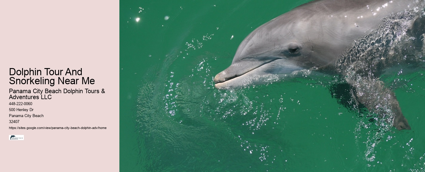 Personalized Dolphin Watching and Snorkeling Trips