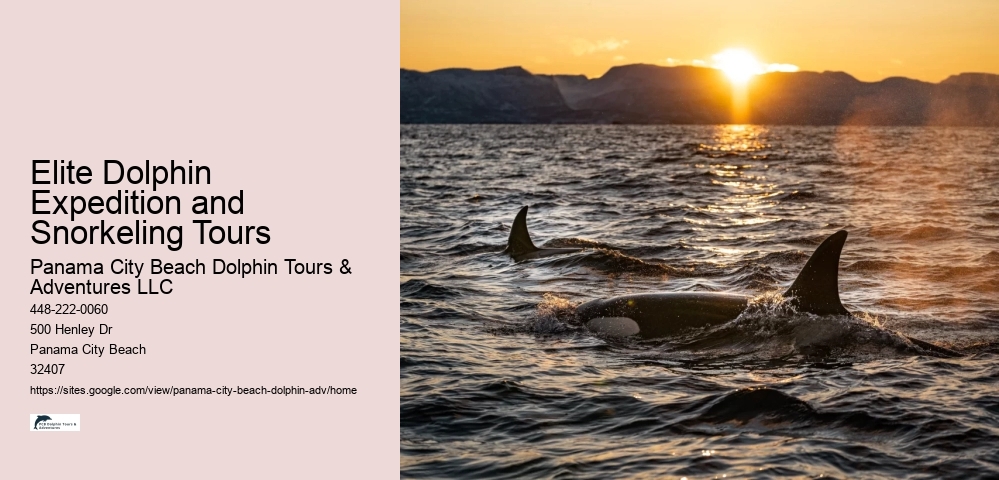 Elite Dolphin Spotting with Snorkeling