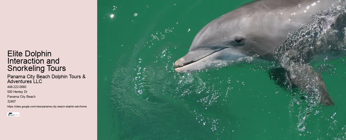 Elite Dolphin Interaction and Snorkeling Tours