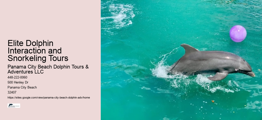 Split Expert-led Snorkeling And Dolphin Expeditions