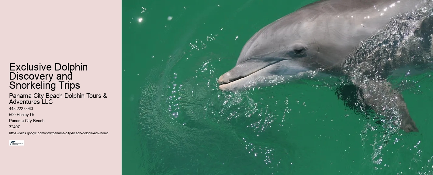 Exclusive Dolphin Discovery and Snorkeling Trips