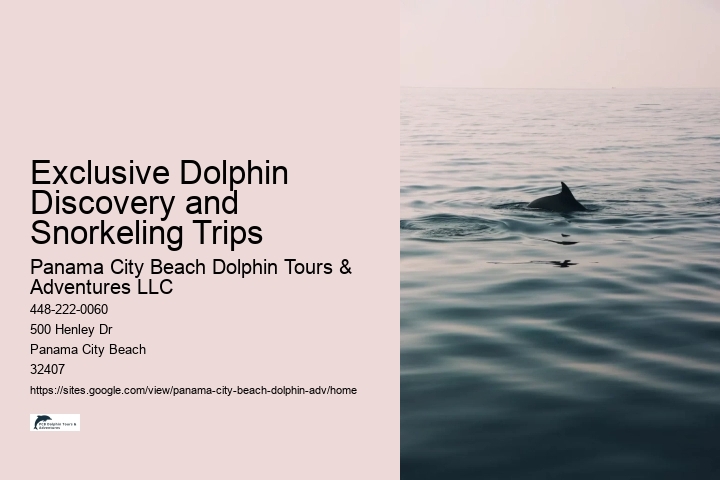 Luxury Dolphin Watching and Snorkeling Tours