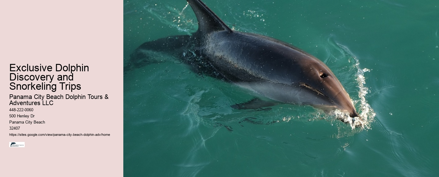 Custom Dolphin Spotting with Snorkeling