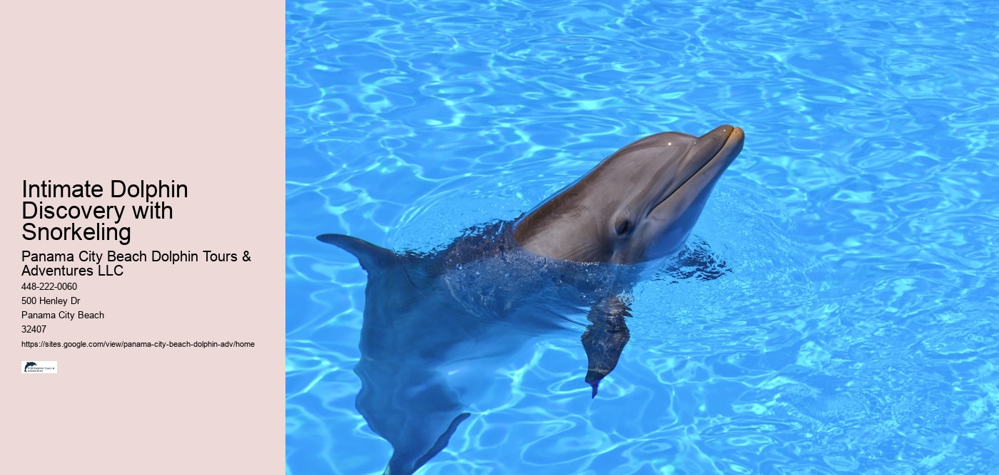 How Much Does It Cost To Swim With The Dolphins In Panama City Beach