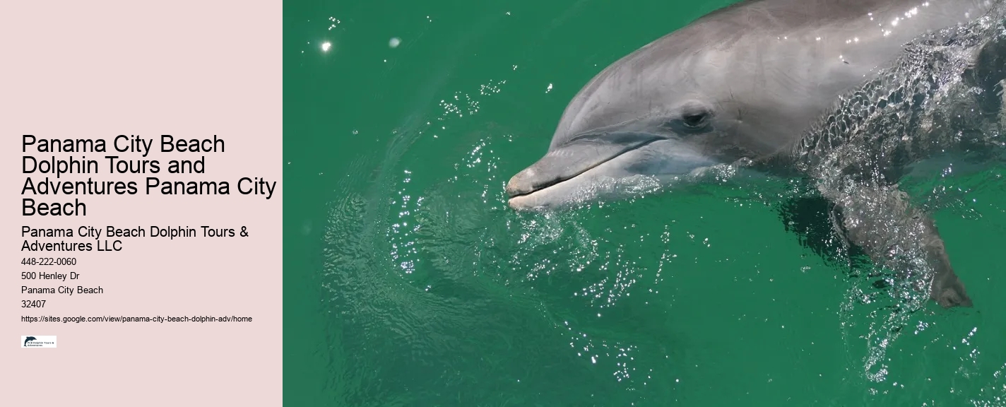 Panama City Beach Dolphin Tours and Adventures Panama City Beach