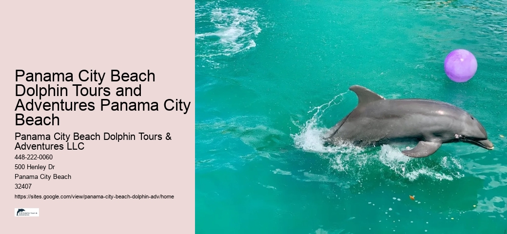 Split Charter Dolphin And Snorkeling Tours Cost