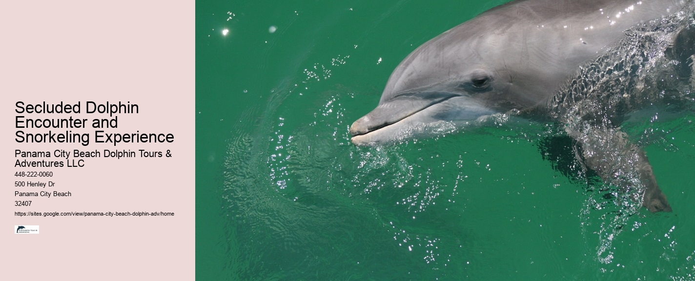 VIP Dolphin Discovery and Snorkeling Tours