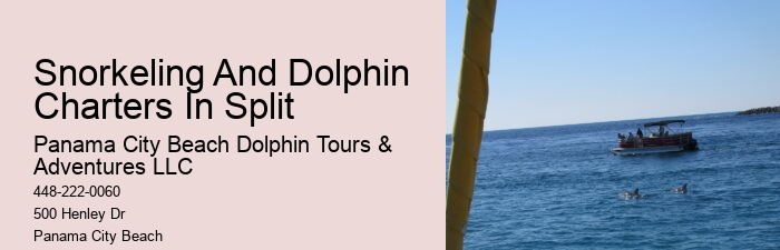 Individual Dolphin Watching with Snorkeling