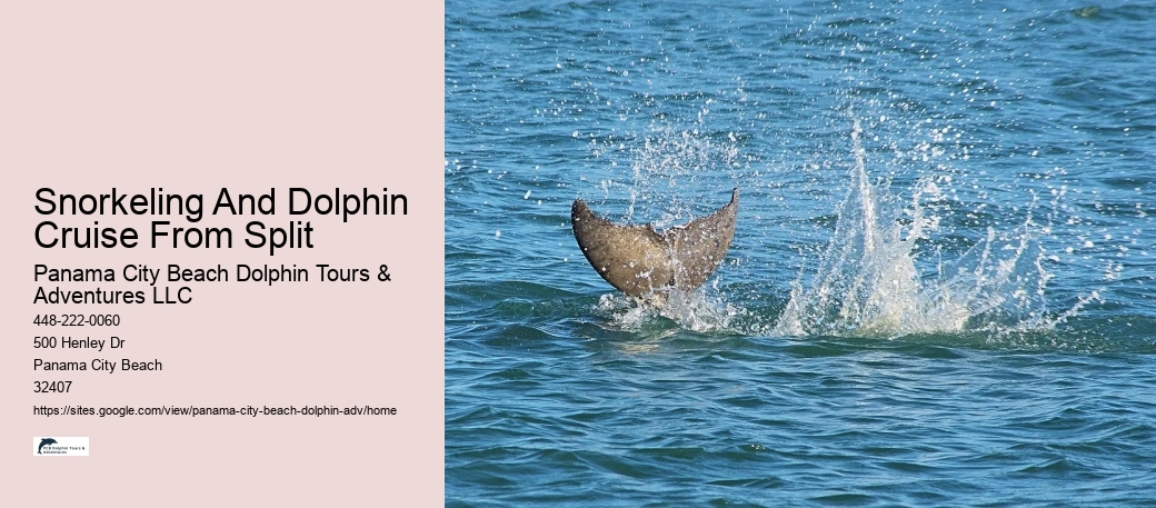 VIP Dolphin Exploration and Snorkeling