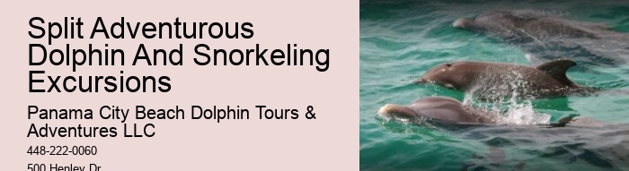 Split Educational Dolphin And Snorkeling Cruises