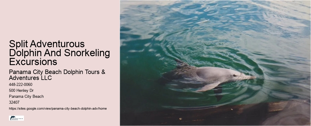 Guided Dolphin Spotting and Snorkeling Tours