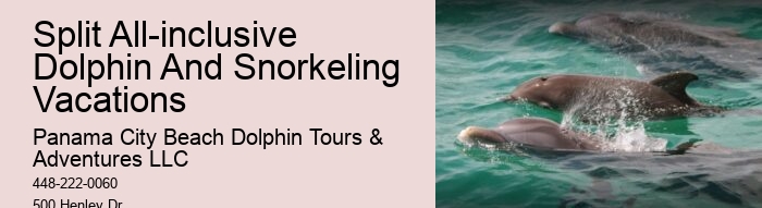 Why Is It Good To Swim With Dolphins When Pregnant