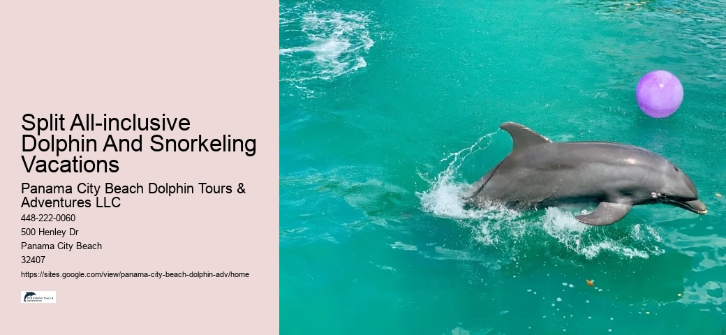VIP Dolphin Discovery with Snorkeling