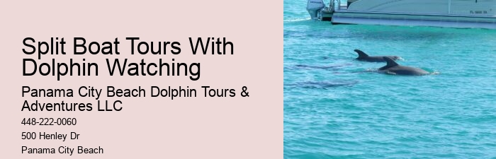 Split Adrenaline-pumping Dolphin And Snorkeling Adventures
