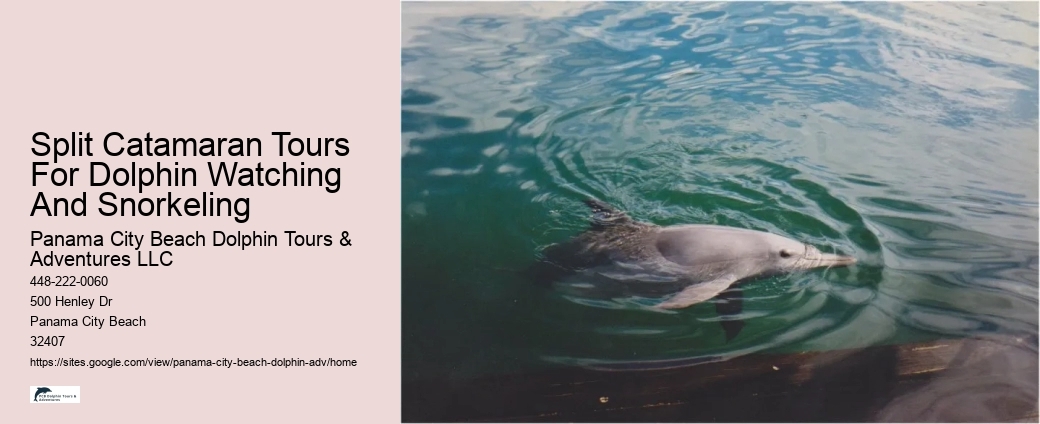 Dolphin And Snorkeling Tour