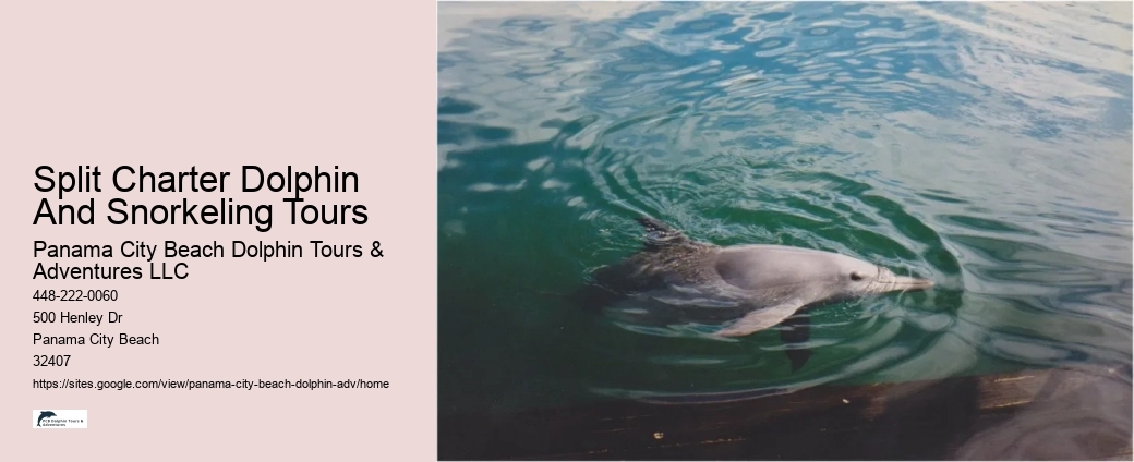 Panama City Beach dolphin adventure tours