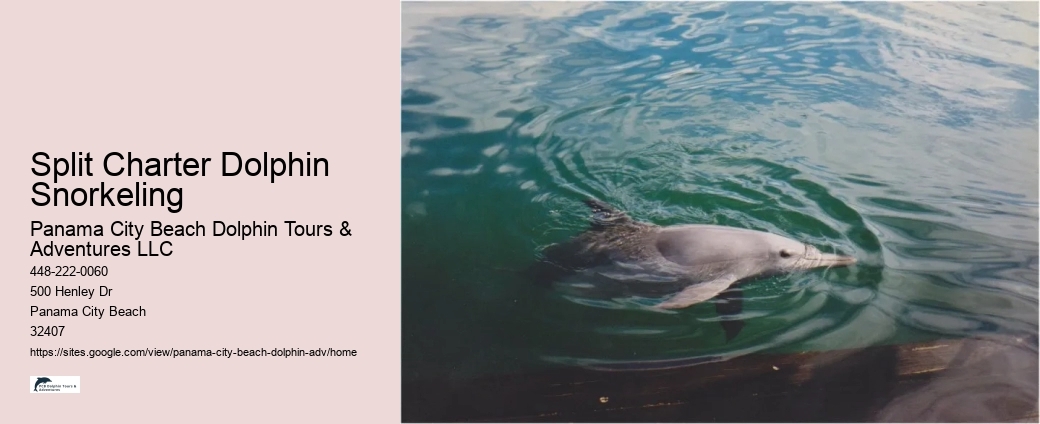 What Is The Sad Truth About Dolphins