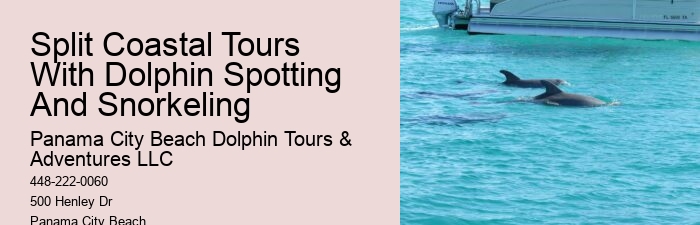 Premium Dolphin Spotting and Snorkeling Trips