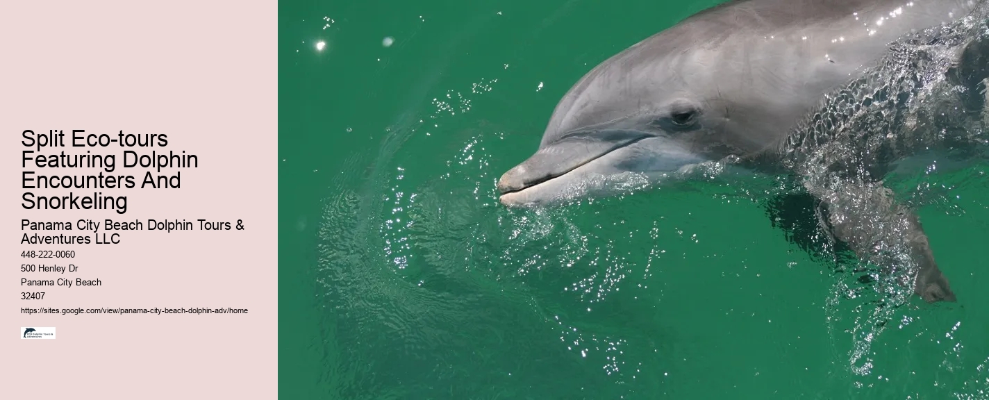 Split Eco-tours Featuring Dolphin Encounters And Snorkeling