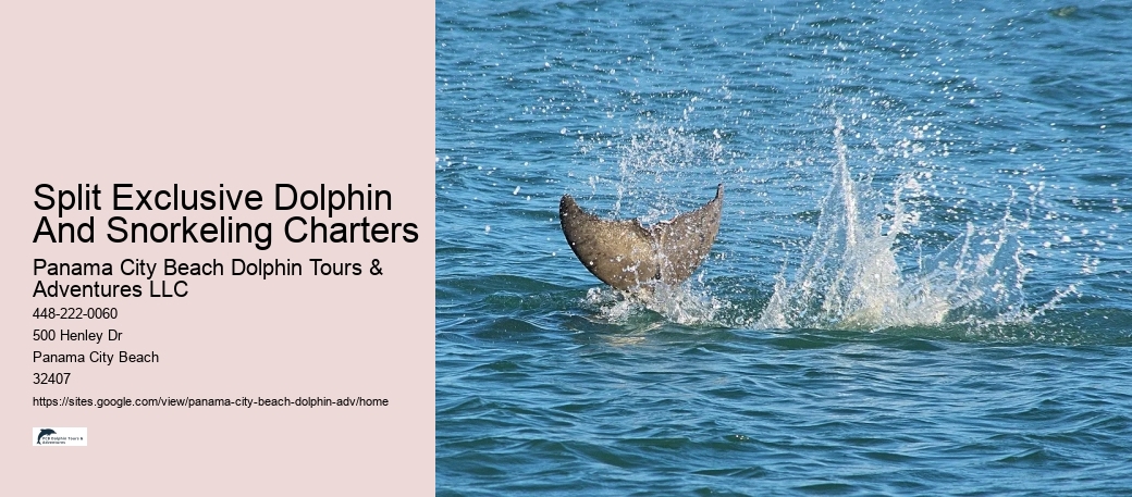 Six Reasons Why You Should Not Swim With Wild Spinner Dolphins